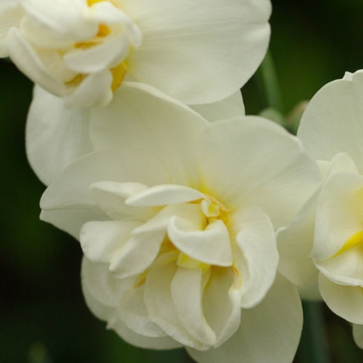 Cheerfulness Narcissi Bulbs