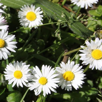 Daisy (Bellis perennis) Plant