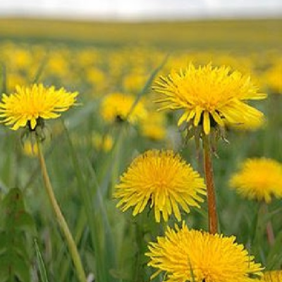 Dandelion (Taraxacum officinale) Plant