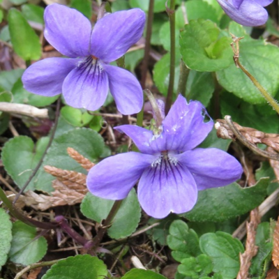 Violet, Dog (Viola riviniana) Plants