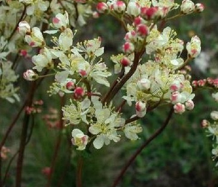 Dropwort (Filipendula vulgaris) Plant