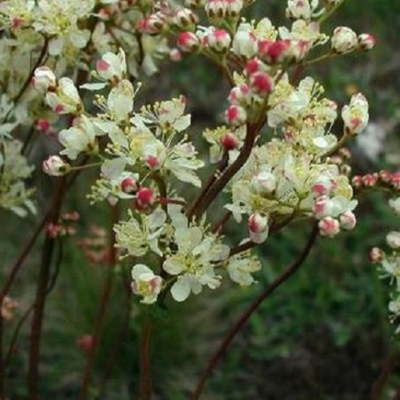 Dropwort (Filipendula vulgaris) Plant