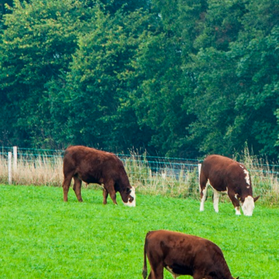 BS Aber High Sugar Grass - Dual Purpose (Without Clover) - Long Term Ley 4-5 Years