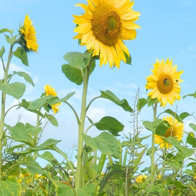 Dwarf Sunflower Seed