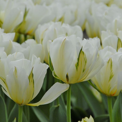 Exotic Emperor Tulip Bulbs - Bulk Buy