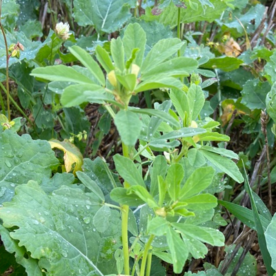 Fenugreek