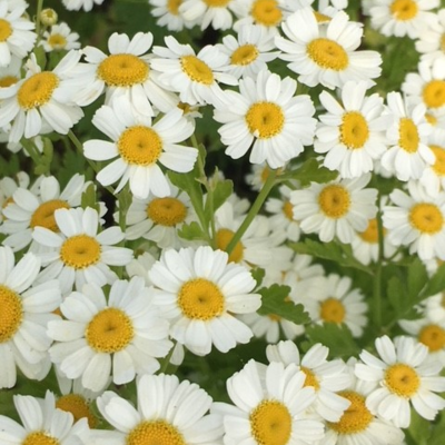 Feverfew (Tanacetum parthenium) Plant