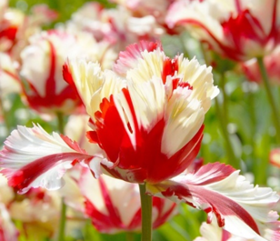 Flaming Parrot Tulip Bulbs
