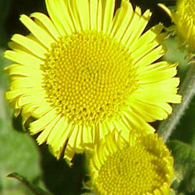 Fleabane, Common (Pulicaria dysenterica) Plant