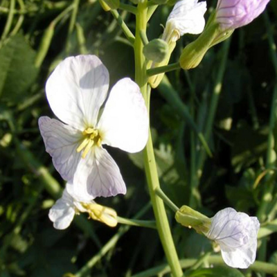 Fodder Radish Seed (Raphanus sativus) - (Organic)