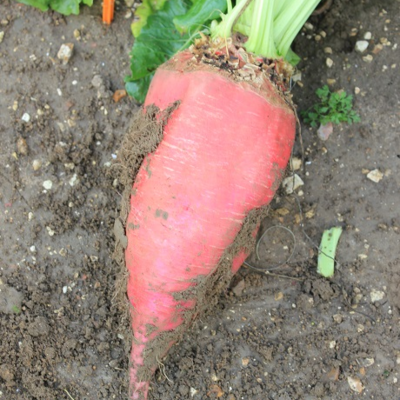 Fosyma Fodder Beet