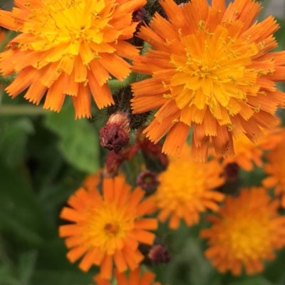 Fox and Cubs (Pilosella aurantiaca) Plant