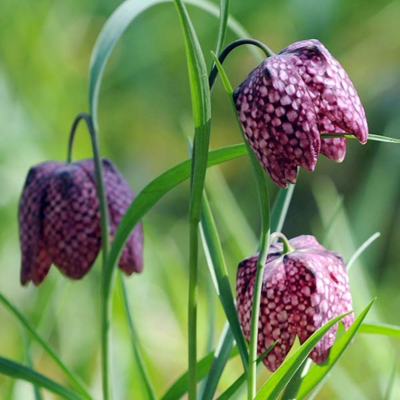 BS Snake's Head Fritillary Bulbs (Fritillaria meleagris)