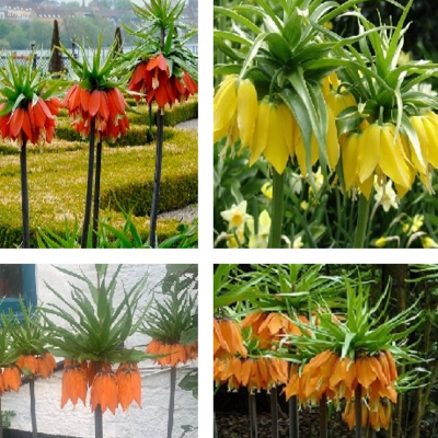 Giant Fritillaria Bulb Collection