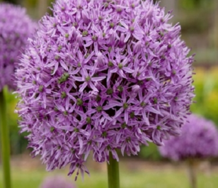 Gladiator Allium Bulbs