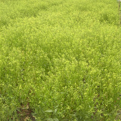 Gold of Pleasure - Camelina Seed