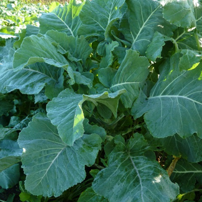 Goldeneye Kale Seed