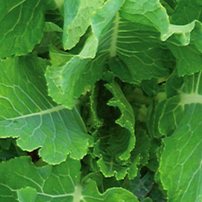 Grampian Kale Seed