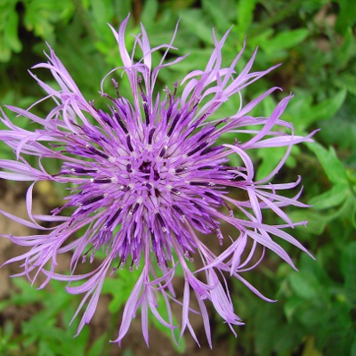 Knapweed, Greater (Centaurea scabiosa) Plant