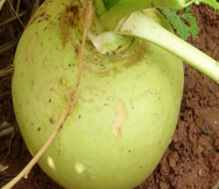 Green Globe, Turnip