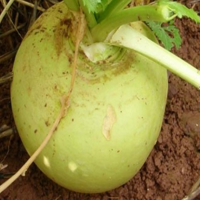 Green Globe, Turnip