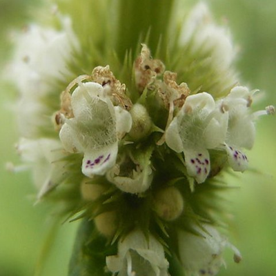 Gypsywort (Lycopus europaeus) Plant