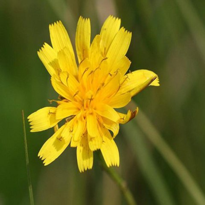 Hawkbit, Autumn (Leontodon autumnalis) Seeds