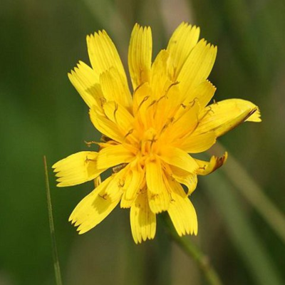 Hawkbit, Autumn (Leontodon autumnalis) Plant