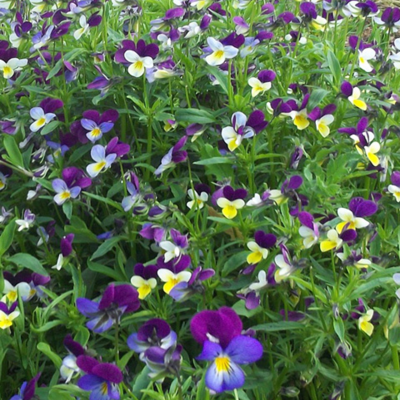 Heartsease (Viola tricolor) Plants