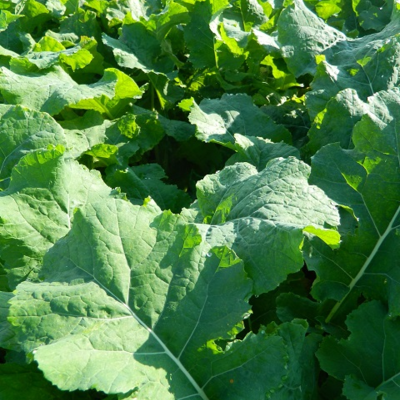 Hobson, Forage Rape