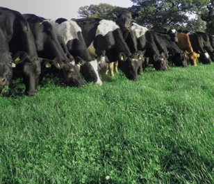BS Aber High Sugar Grass - Dairy Dual Purpose (With Clover) - Long Term 4-5 Year Ley
