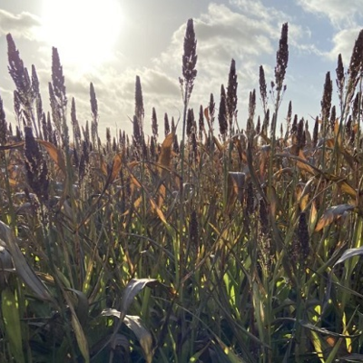 Intermediate Sorghum Seed