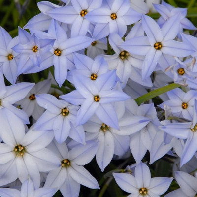 Ipheion Wisley Blue Bulbs