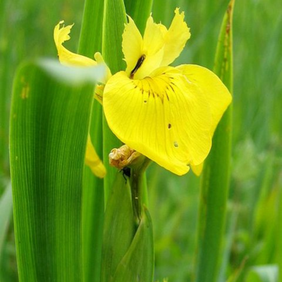 Iris, Yellow-Flag (Iris pseudacorus) Plant