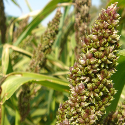 Japanese Reed Millet Seed