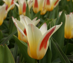 Johann Strauss Tulip Bulbs