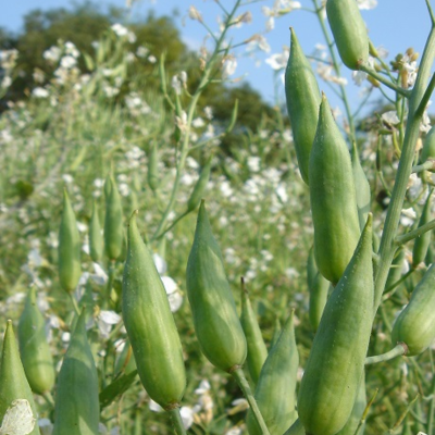 ROMESA Fodder Radish Seed (Raphanus sativus)