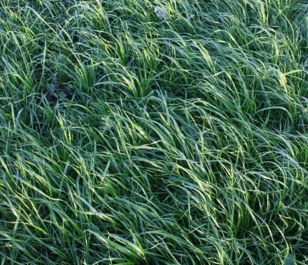 Forage Rye Seed (Secale cereale)