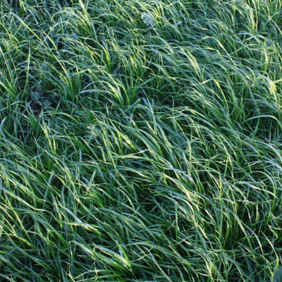 Forage Rye Seed (Secale cereale)