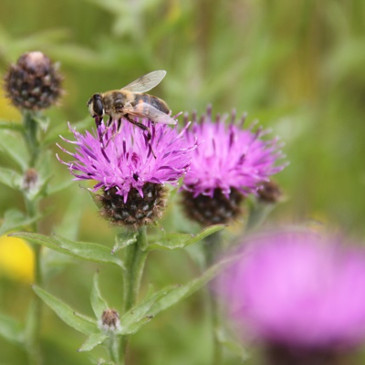 Knapweed, Common (Centaurea nigra) Seeds