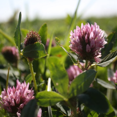 Red Clover Seed (Trifolium pratense)