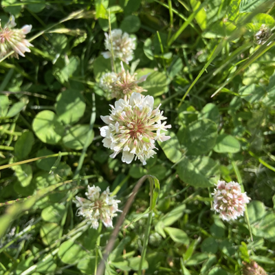 White Clover Seed (Trifolium repens)