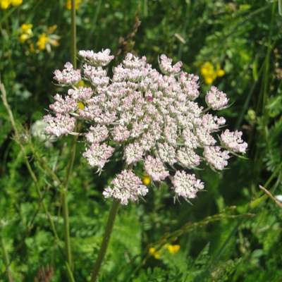 Carrot, Wild (Daucus carota) Plant