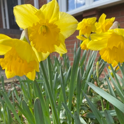 King Alfred Daffodil Bulbs