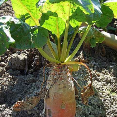 Kyros, Fodder Beet