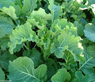Caledonian Kale Seed