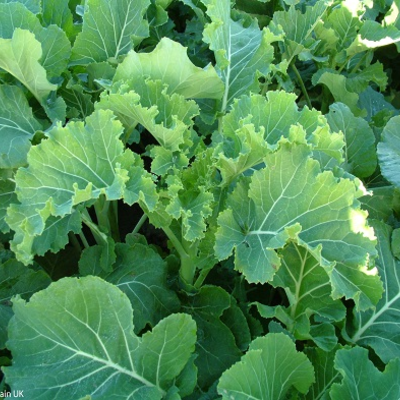 Caledonian Kale Seed