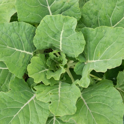 Keeper Kale Seed