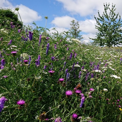 Landscape 34 Wildflower Turf