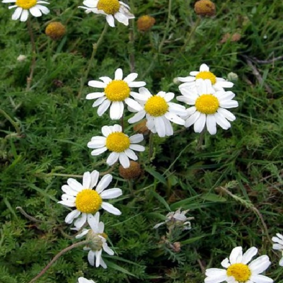 Chamomile, Lawn (Anthemis nobilis) Plant